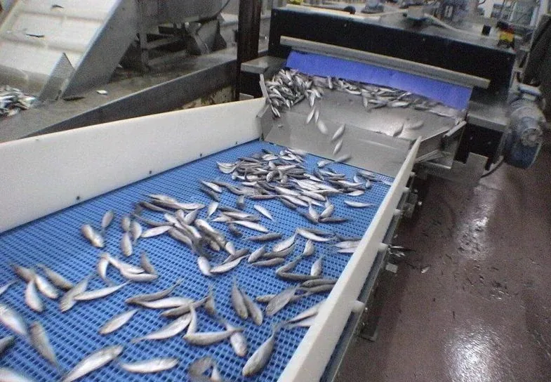 Цена конвейера для рыбы и морепродуктов