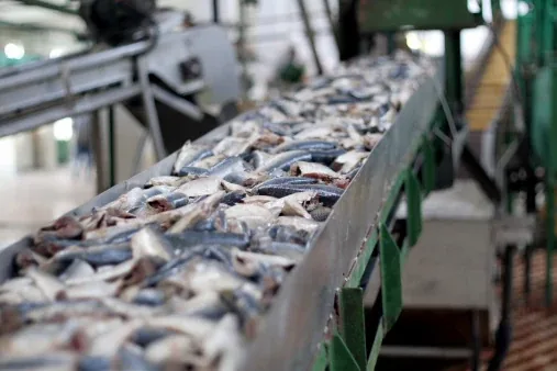 Конвейеры для рыбы и морепродуктов